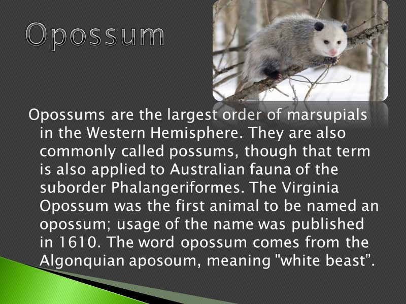 Opossums are the largest order of marsupials in the Western Hemisphere. They are also